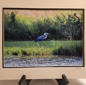 Original Nature Photography  "Great Blue Heron" Printed on Metallic Paper.